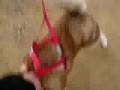 videos de Kodi at 2008 Sled Dog Shield