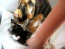 Charlie + kittens: aan de zuup
