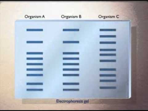 how to perform rflp pcr
