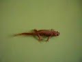 pleurodeles waltl albino unico en el mundo pleurodeles waltl albino unico en el mundo