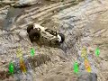 Kyosho Rock Force 2.2 (long version)