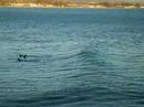 surfeur