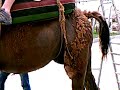 Turkey Vacation w/ Cartolina Tours -Camel Ride (Judy & Gary)