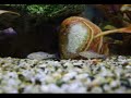 Copadichromis Mloto Midnight