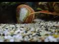 videos de Copadichromis Mloto Midnight