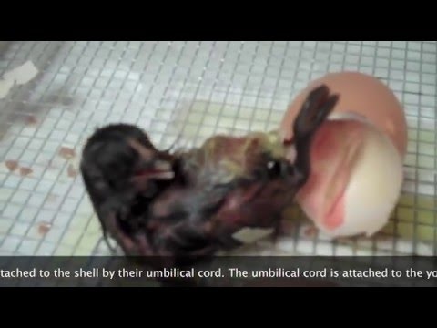 . Разведение перепелов.Homemade incubator