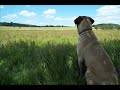 Hank