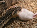 Bitis arietans Bitis arietans