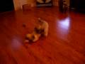 Yogi and BooBoo