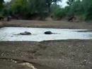 Elephants playing in the water at Mashatu, Botswana
