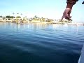 Dolphins off Balboa Island
