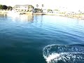 Dolphins off Balboa Island