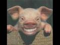 funny pig