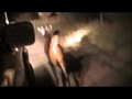 Sambar Stag in Gippsland car chase