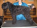 MISELIUQ. Peluqueria canina.