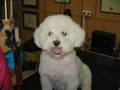 MISELIUQ. Peluqueria canina.