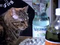 Miss Kitty Meows The Blues. Miss Kitty Meows The Blues.