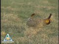 mdc.mo.gov Beginning in March, prairie chickens in Missouri gather to perform an age-old mating ritual. Its held during the early morning and evening hours on a high, open area called a booming ground. Each male attempts to attract a female while defending their territory from other males. The male produces the unusual 