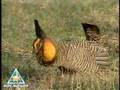 Prairie Chicken