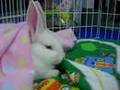 videos de Cali