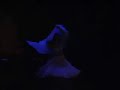 Fatima Serin: Dance with two veils