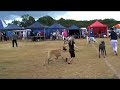 Bianca and Twinkle - Great Dane puppy showing