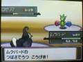 Pokemon platinum / platine  part 11 : arène de vestigion