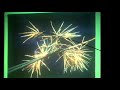 Fitoterapia del Caribe (Conoce el Corocillo 7 Potencias)