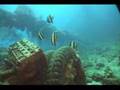 videos de dive travel