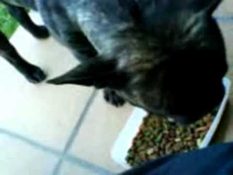Rocko el Bulldog Frances 2 (French ...