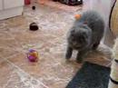 Cliquez pour voir la vid�o