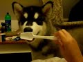 LICK UP THE ICE CREAM