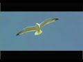 LEO PAVELA - My Seagull