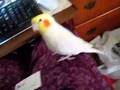 Trippy the cockatiel talks up a storm!