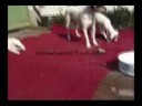 Fox Terrier Puppies / Cachorros Fox Terrier Fox Terrier Puppies / Cachorros Fox Terrier