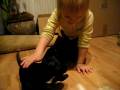 tibetan terrier puppies