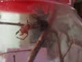 Latrodectus mactans vs. Eriophora ravilla Latrodectus mactans vs. Eriophora ravilla