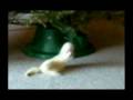 christmas ferret