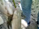 la peche