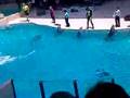 marineland dolphins