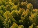 galicia celtic country  spain tourist info  /*