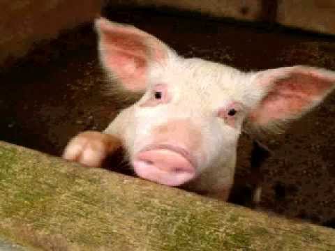 porco - O PORCO É NOSSO NÃO HÁ NINGUEM QUE LHE VALHA O PORCO É NOSSO O PORCO É NOSSO DESTA VEZ É QUE NÃO FALHA Autor: Nel Andrade Canta: QUIM da ROSA gravado 17 Junh...