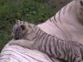 Witte bengalen Witte bengalen