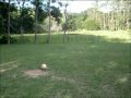 Craque de Bola David