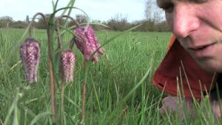 Our fritillaries are in bloom