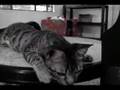 For Adoption : Tango