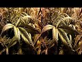 Hd 3d Video 400 Watt Hps Chernobyl and Lavender