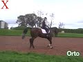 Orto from Exmoor Eventing Updated