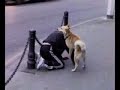 торча епёт собака