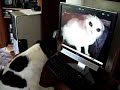 Angry Cat and Dog